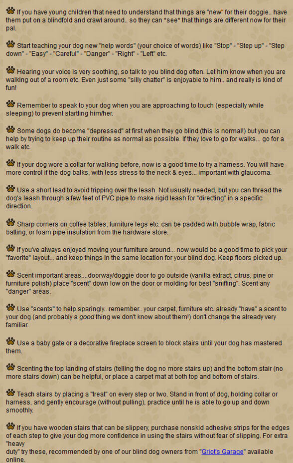 BLIND DOG TIPS by WWW.BLINDDOGS.NET