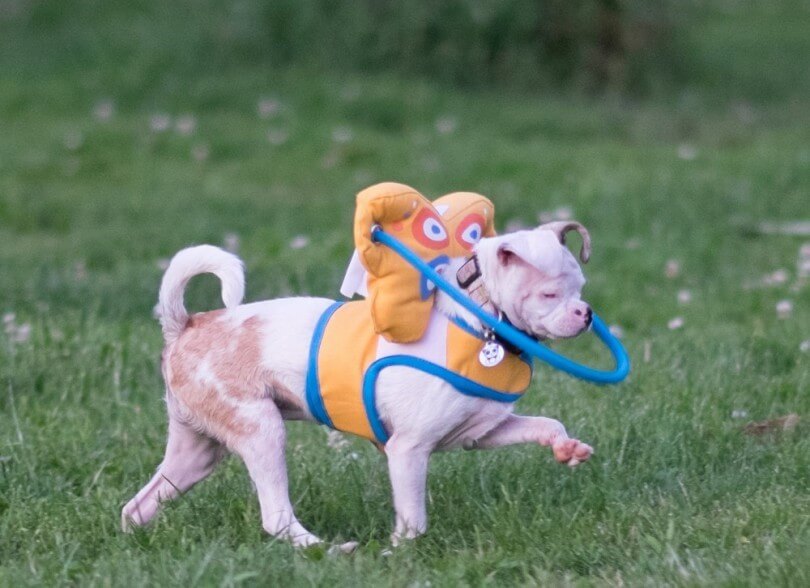 BLIND DOG NAVIGATION VIDEO TRAINING 100+ TIPS, RESOURSES, PLAY, INFO, HALO, COLLAR, INFOGRAM, PHOTO, VIDEO
