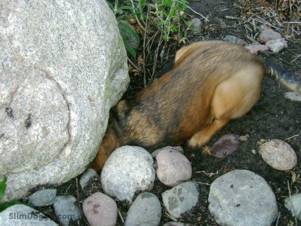 BLIND DOG NAVIGATION VIDEO TRAINING 100+ TIPS, RESOURSES, PLAY, INFO, HALO, COLLAR, INFOGRAM, PHOTO, VIDEO