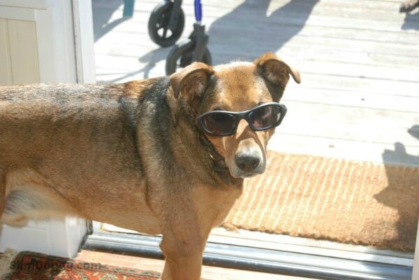 BLINDNESS IN DOGS SYMPTOMS - BLIND DOGS and PUPPIES