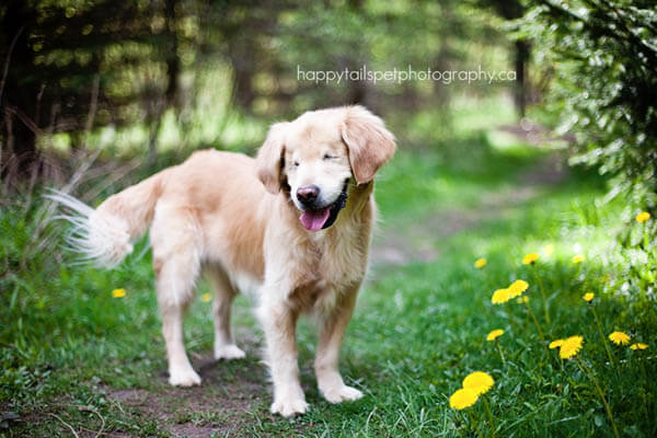 BLIND DOG NAVIGATION VIDEO TRAINING 100+ TIPS, RESOURSES, PLAY, INFO, HALO, COLLAR, INFOGRAM, PHOTO, VIDEO