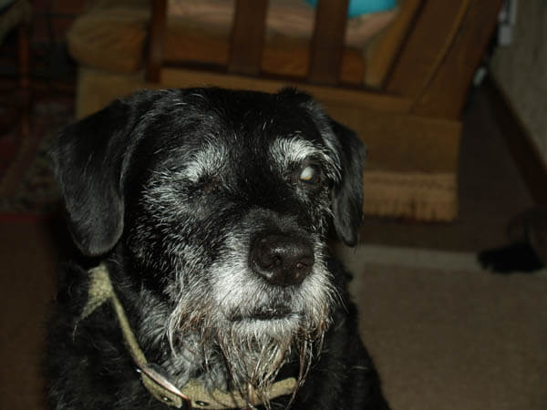 BLIND DOG TIPS