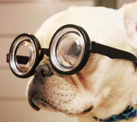 BLINDNESS IN DOGS SYMPTOMS - BLIND DOGS and PUPPIES