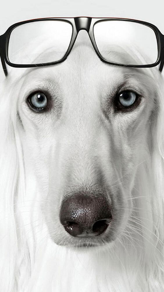 BLINDNESS IN DOGS CAUSES - BLIND DOGS and PUPPIES
