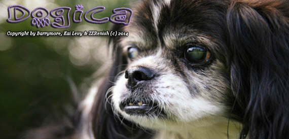BLINDNESS IN DOGS SYMPTOMS - BLIND DOGS and PUPPIES