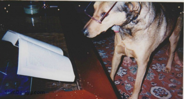 DOG VISION and EYES - TEST & EXAMES, DETECTION OF VISION LOSS