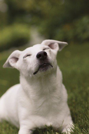 SYNESTETHISIA BLIND DOGS - INFORMATION, TIPS, INFOGRAMS, VIDEO, PHOTO