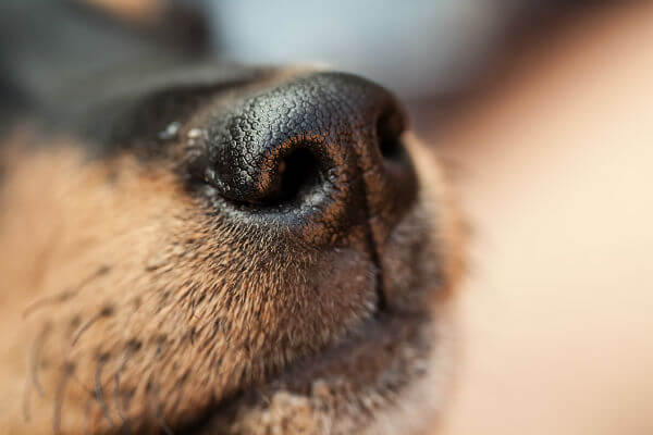BLIND DOG NAVIGATION VIDEO TRAINING 100+ TIPS, RESOURSES, PLAY, INFO, HALO, COLLAR, INFOGRAM, PHOTO, VIDEO