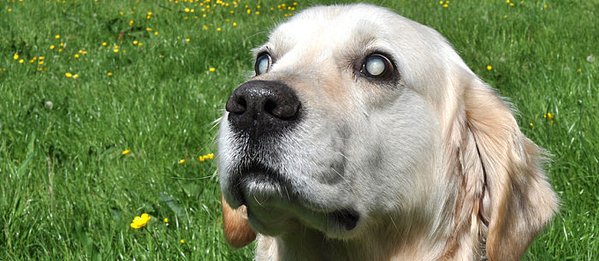 BLIND DOG & PUPPY
