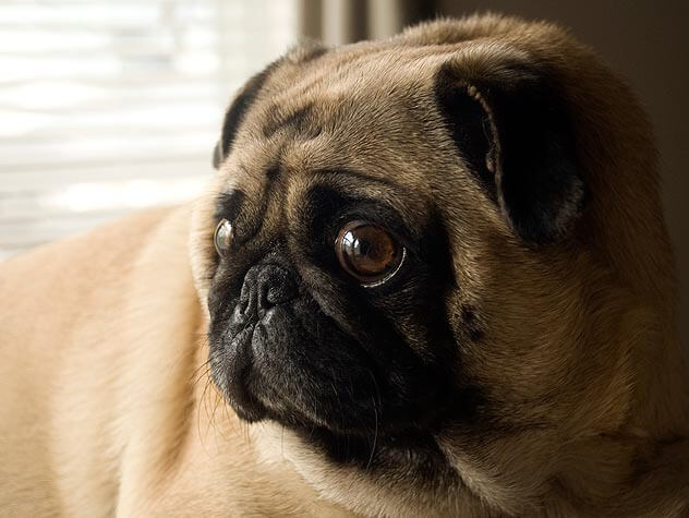 BLIND DOGS MYTHS, FACTS, INFORMATION, TIPS, INFOGRAMS, VIDEO, PHOTO