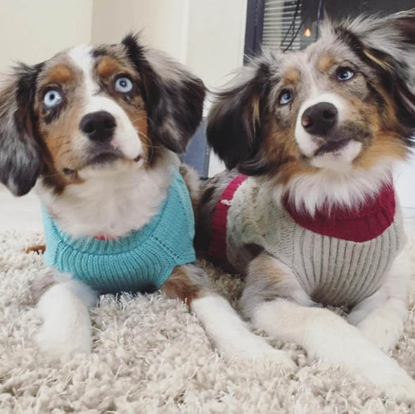 BLINDNESS IN DOGS CAUSES - BLIND DOGS and PUPPIES