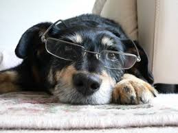 DOG VISION and EYES