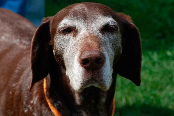 GLAUKOMA IN DOGS, BLINDNESS IN DOGS CAUSES - BLIND DOGS and PUPPIES
