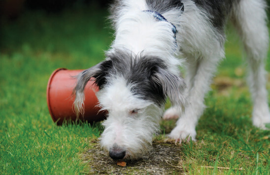 BLIND DOG NAVIGATION VIDEO TRAINING 100+ TIPS, RESOURSES, PLAY, INFO, HALO, COLLAR, INFOGRAM, PHOTO, VIDEO