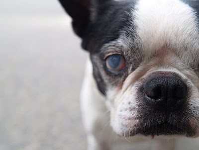 BLINDNESS IN DOGS SYMPTOMS - BLIND DOGS and PUPPIES