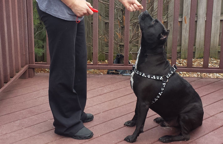 BLIND DOG VIDEO TRAINING 100+ TIPS, PLAY, INFO, HALO, COLLAR, INFOGRAM, PHOTO, VIDEO