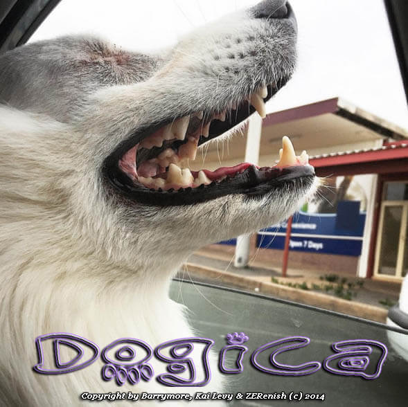 BLIND DOG NAVIGATION VIDEO TRAINING 100+ TIPS, RESOURSES, PLAY, INFO, HALO, COLLAR, INFOGRAM, PHOTO, VIDEO