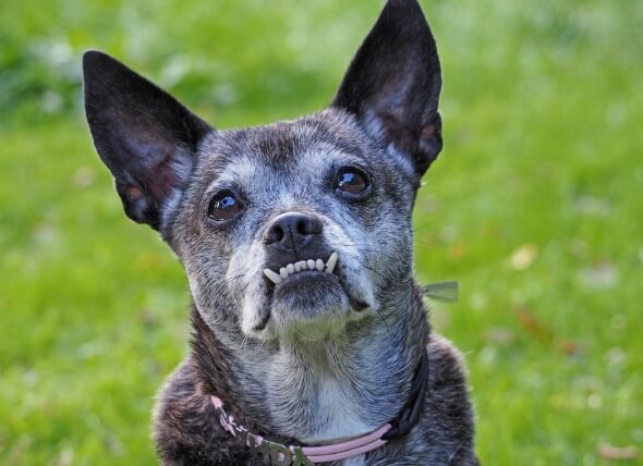 OLD DOG CANINE TEETH TRAUMA