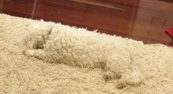 BLINDNESS IN DOGS TIPS - MAKE BLIND DOG'S LIFE EASY