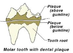 HOW TO CHECK DOG TEETH, DOG & PUPPY TEETH FALLING, LOSING, PROBLEMS, DIAGRAM, INFORGRAFIC