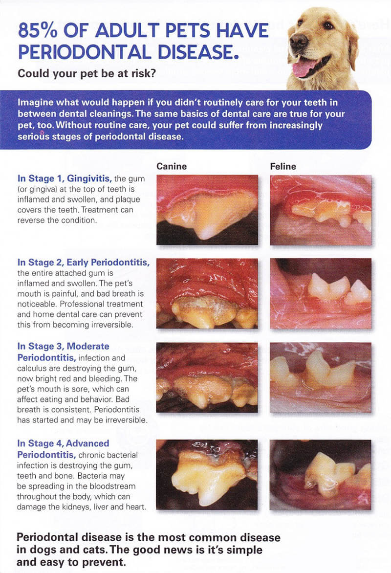 DOG TEETH CLEANING GUINNESS RECORD ATTEMPT