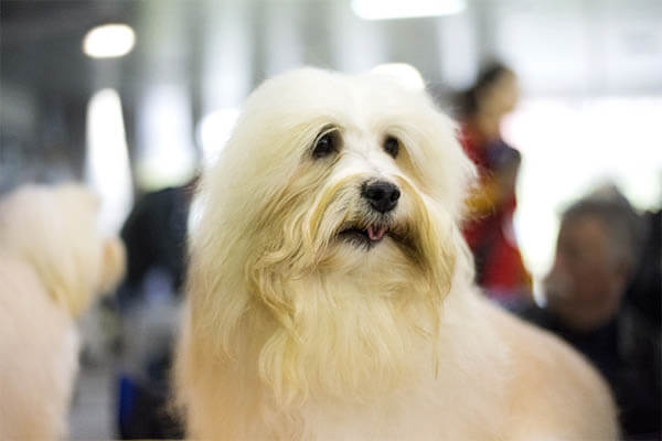 BLINDNESS IN DOGS TIPS - MAKE BLIND DOG'S LIFE EASY