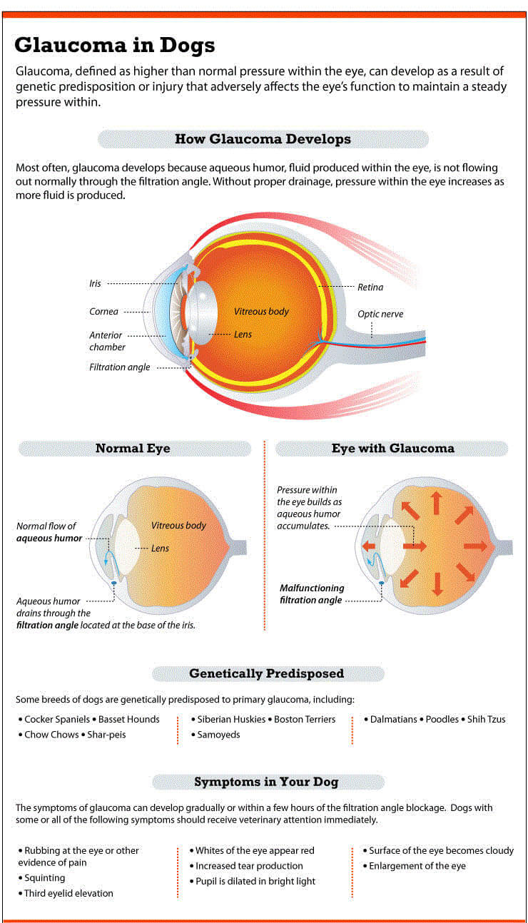 GLAUKOMA IN DOGS, BLINDNESS IN DOGS CAUSES - BLIND DOGS and PUPPIES