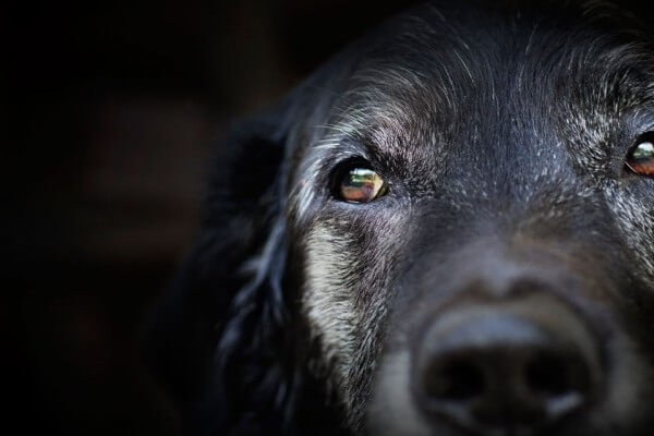 DOG VISION and EYES