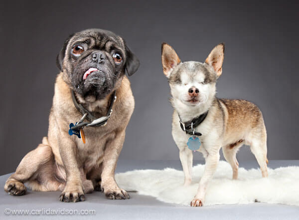 BLIND DOGS MYTHS, FACTS, INFORMATION, TIPS, INFOGRAMS, VIDEO, PHOTO