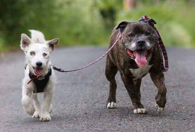 BLINDNESS IN DOGS CAUSES - BLIND DOGS and PUPPIES