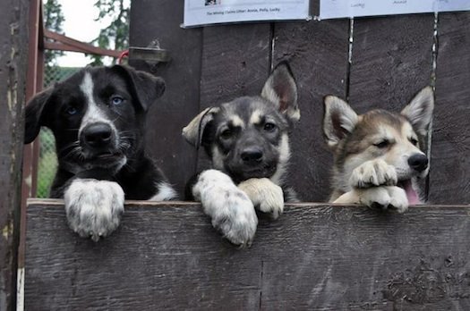 BLINDNESS IN DOGS SYMPTOMS - BLIND DOGS and PUPPIES
