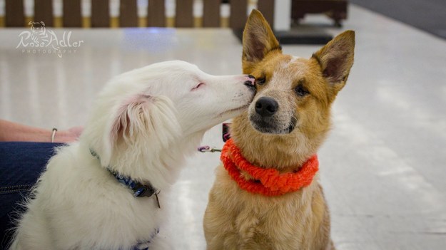 BLINDNESS IN DOGS SYMPTOMS - BLIND DOGS and PUPPIES