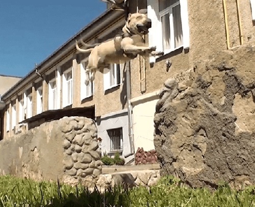 TEACH YOUR DOG PARKOUR