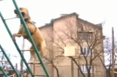 TEACH YOUR DOG PARKOUR