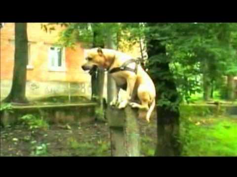 TEACH YOUR DOG PARKOUR