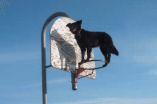 TEACH YOUR DOG PARKOUR