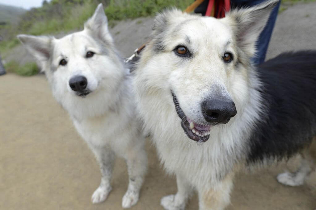 Dog Cloning Contest