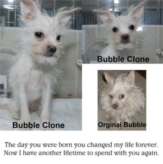 Cloned Dogs List (+ Photos) √ DNA Cells, Genome, DOGICA®