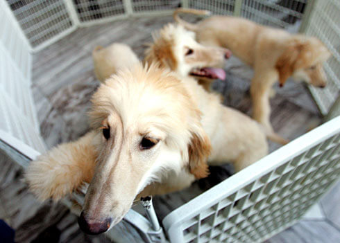 Dog CLoning Pups