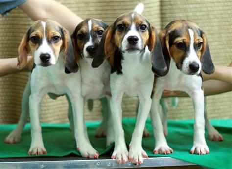 This photo is courtesy of Jang Goo Lee Byu - The First cloned Dog - Snuppy - History of Dog Cloning