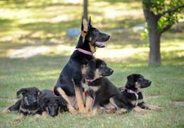 K9 Police Dogs Cloning