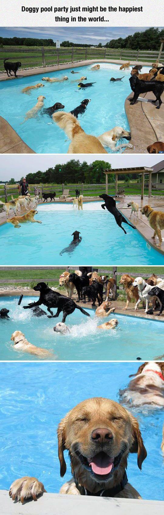 Dog and Puppy in Pools