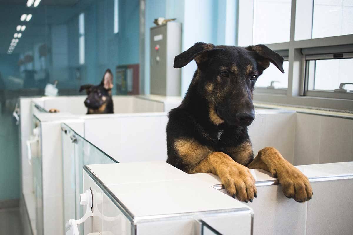 This photo is courtesy of Jang Goo Lee Byu - Both these dogs were cloned from an original in Woosuk Hwang's South Korean lab. After their success with domestic dogs, the researchers now want to use their technology to clone endangered species