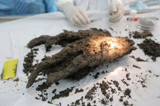 DUBBED TUMAT DOG - 12.000 YEARS OLD ANCIENT DOG MUMMY WILL BE CLONED - Photo provided to China News Service