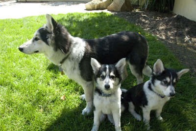 Dog CLoning Pups