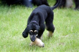 Dog Cloning Contest