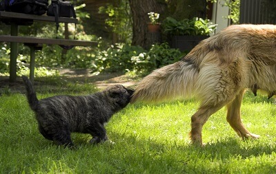 dog tail anatomy