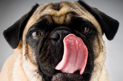 DOG TONGUE