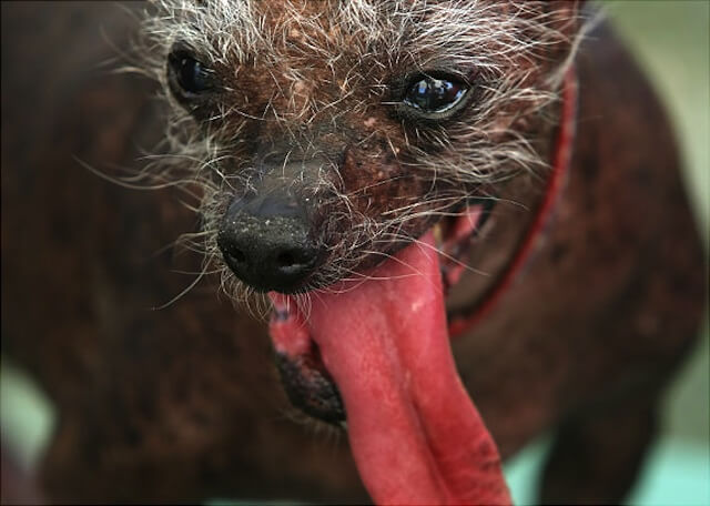 DOG TONGUE