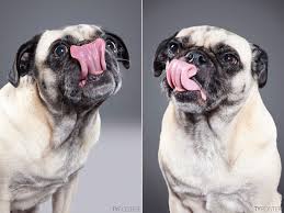 DOG TONGUE